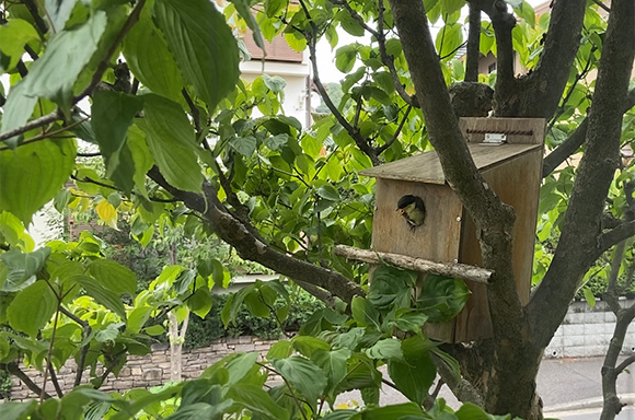 ひな鳥が巣立ちの準備か、嘴を大きく広げて鳴いています（6月10日）。